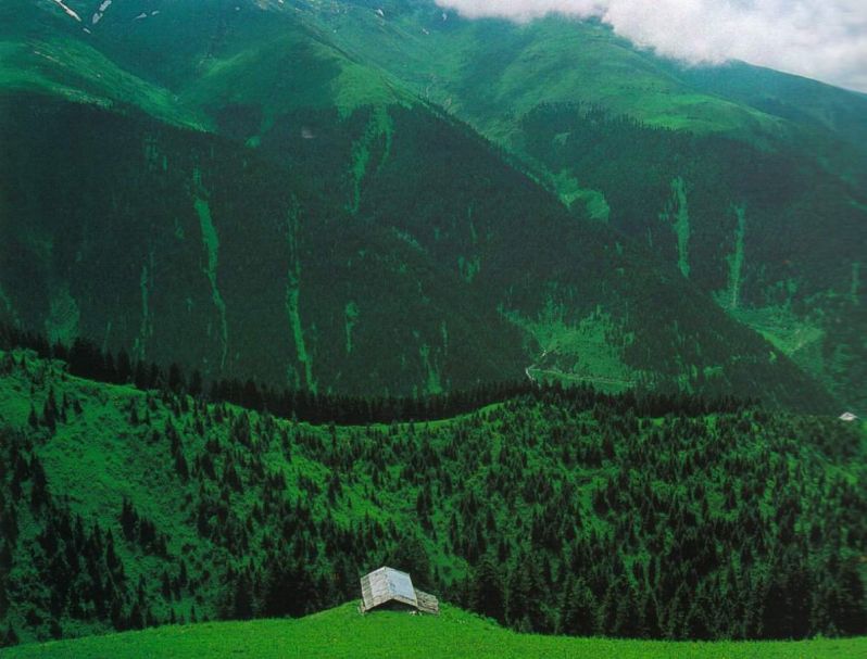 Rize