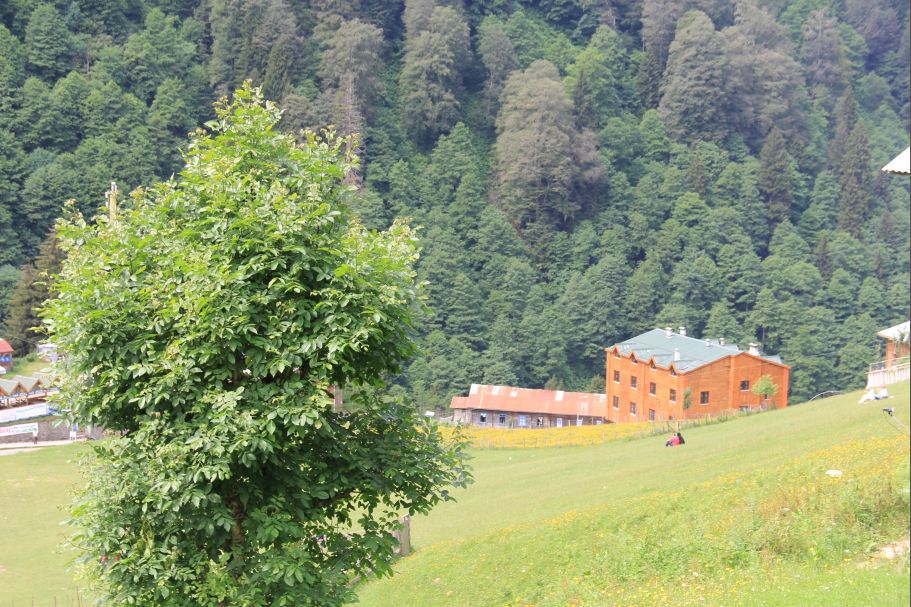 Rize