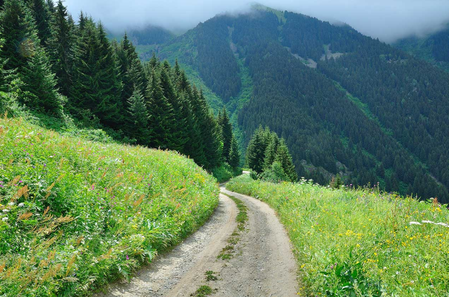 Rize