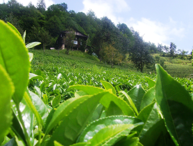 Rize